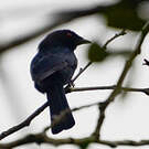 Drongo de Ludwig