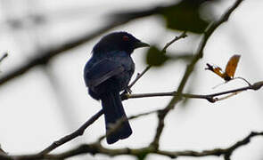 Common Square-tailed Drongo