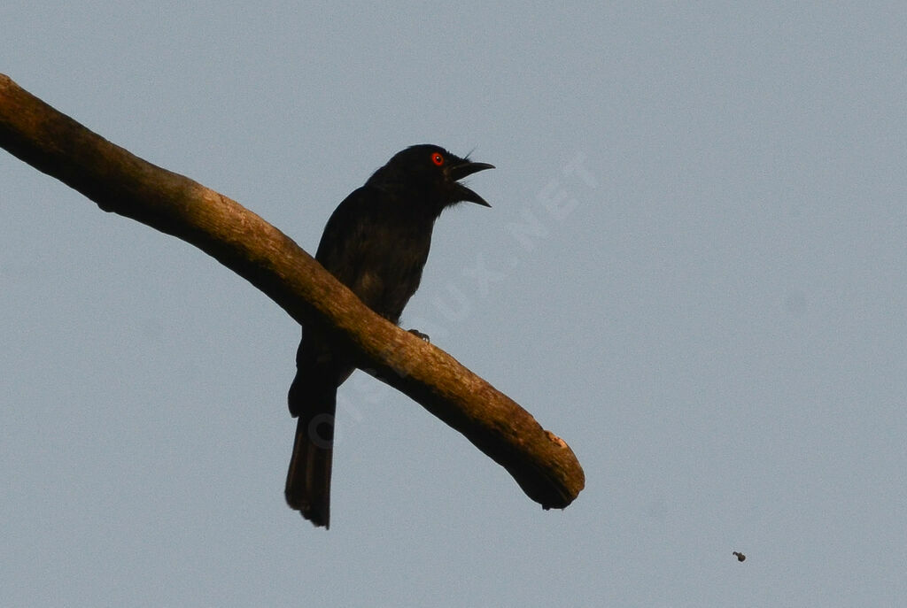 Square-tailed Drongoadult, identification