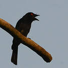 Drongo de Ludwig