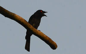 Square-tailed Drongo