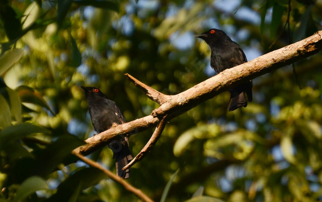 Common Square-tailed Drongoadult