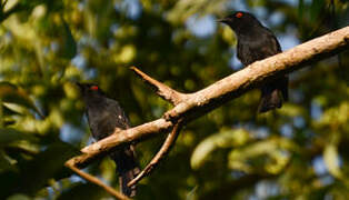 Common Square-tailed Drongo