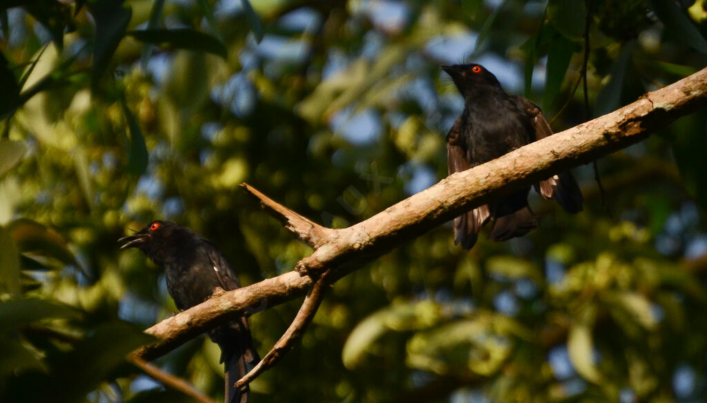 Square-tailed Drongoadult