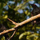 Drongo de Ludwig