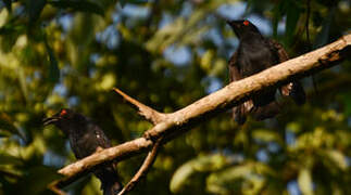 Common Square-tailed Drongo