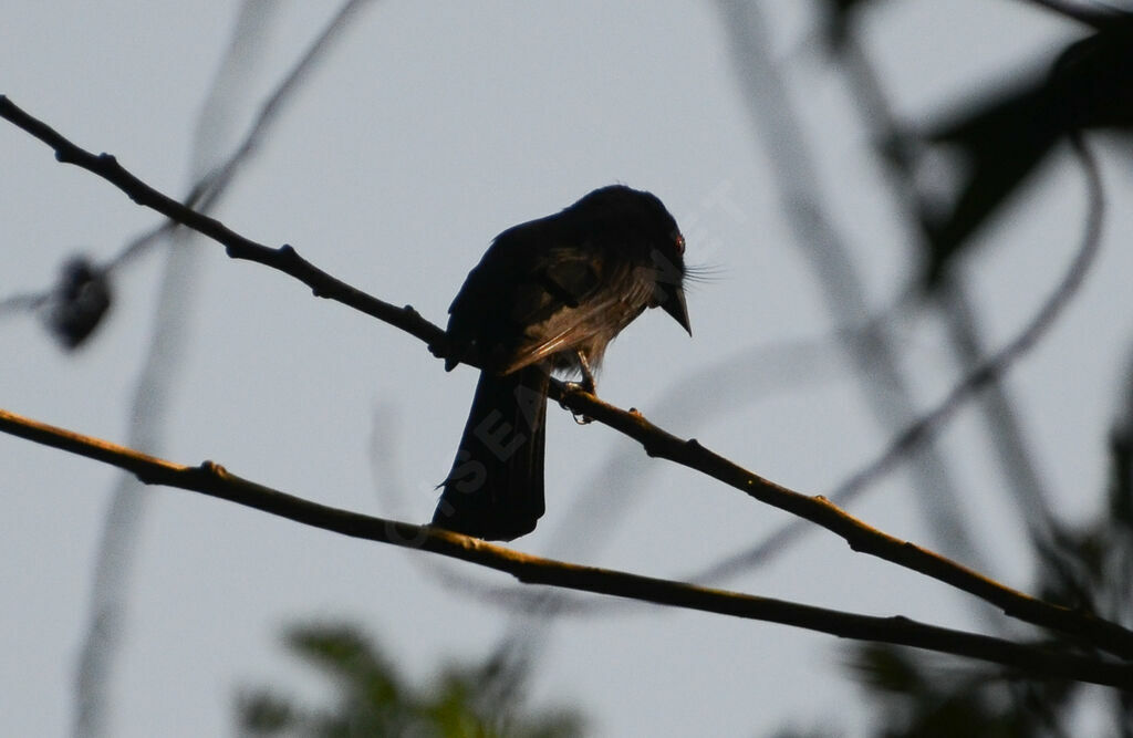 Square-tailed Drongoadult