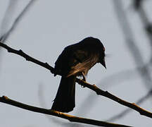 Common Square-tailed Drongo