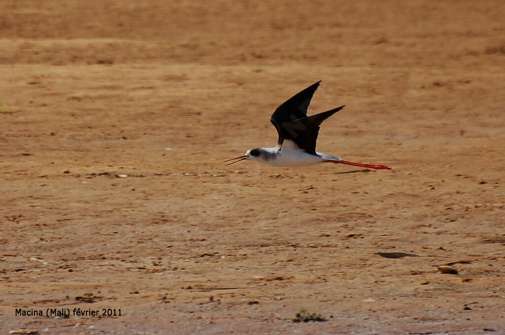 Black-winged Stilt, Flight