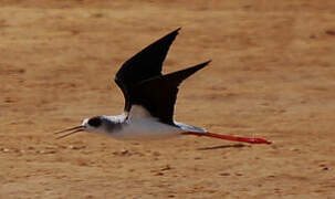 Black-winged Stilt