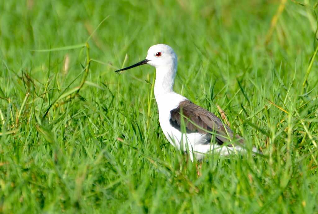 Échasse blancheadulte