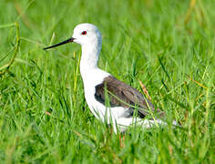 Black-winged Stilt