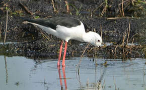 Black-winged Stilt