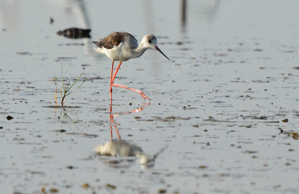 Black-winged Stiltadult post breeding