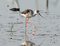 Black-winged Stilt