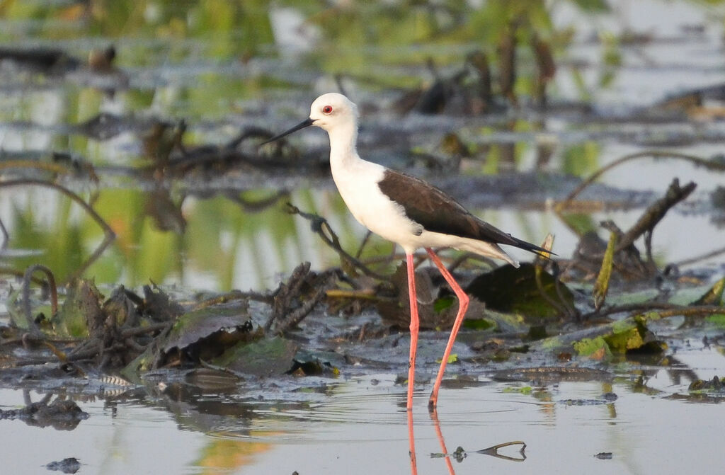 Black-winged Stiltadult, identification