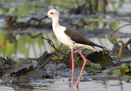 Black-winged Stilt