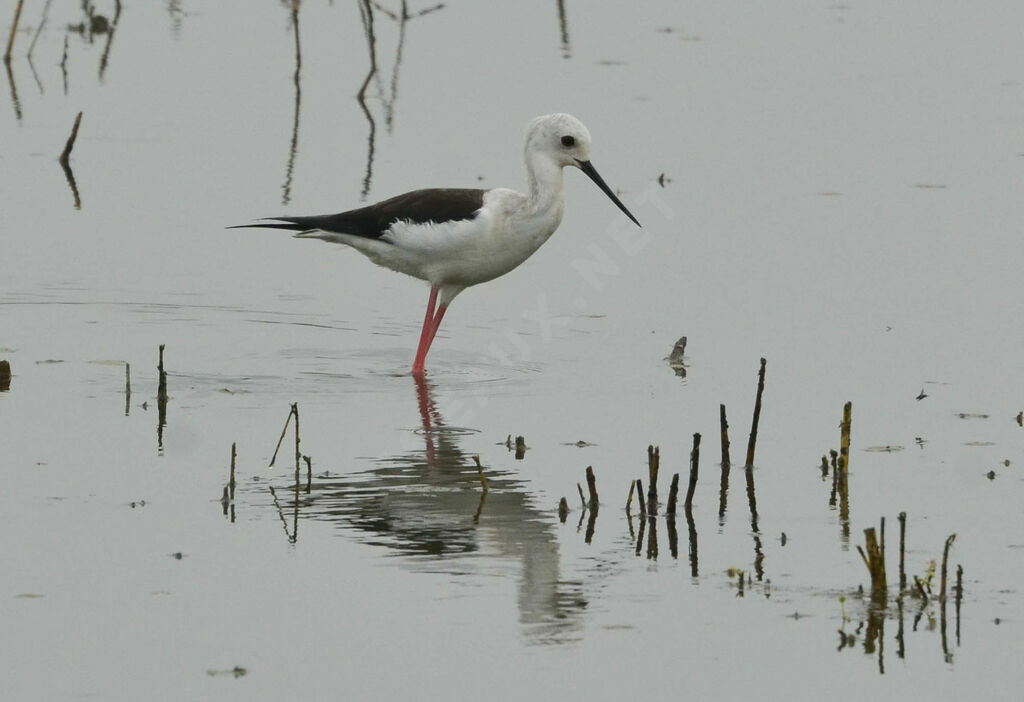 Black-winged Stiltadult