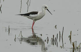 Black-winged Stilt