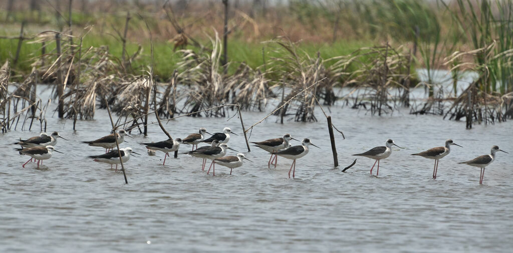 Black-winged Stilt