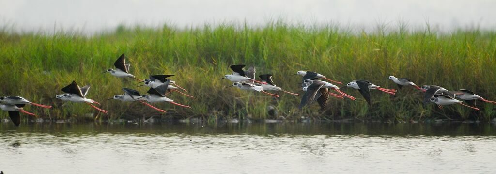 Black-winged Stilt, Flight