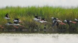 Black-winged Stilt