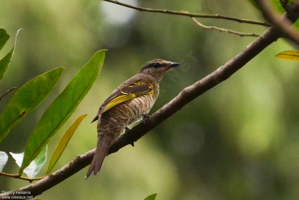 Red-shouldered Cuckooshrike female adult, identification