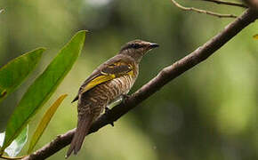 Red-shouldered Cuckooshrike