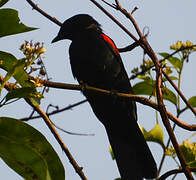 Red-shouldered Cuckooshrike