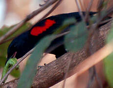 Red-shouldered Cuckooshrike