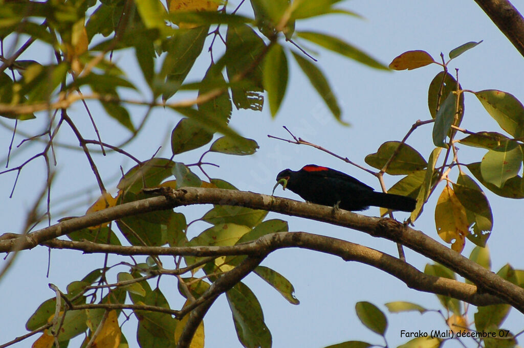 Red-shouldered Cuckooshrike male adult, identification