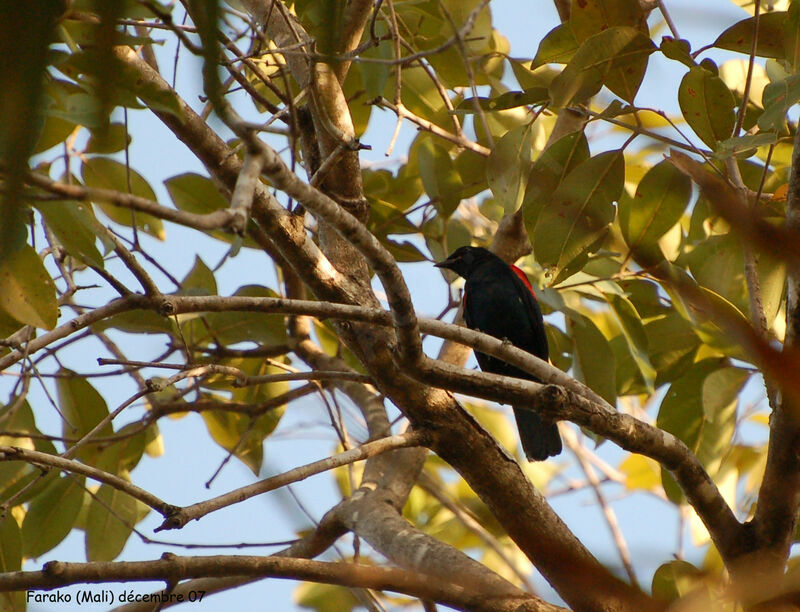Red-shouldered Cuckooshrike male adult, identification