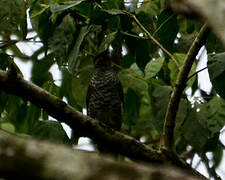 Red-shouldered Cuckooshrike