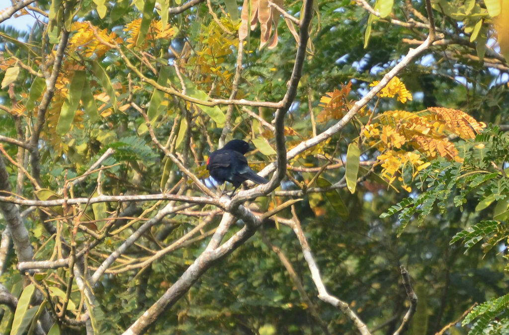 Red-shouldered Cuckooshrike male