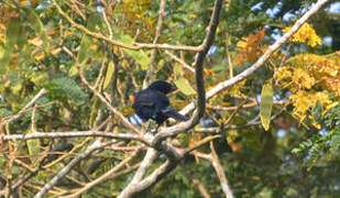 Red-shouldered Cuckooshrike