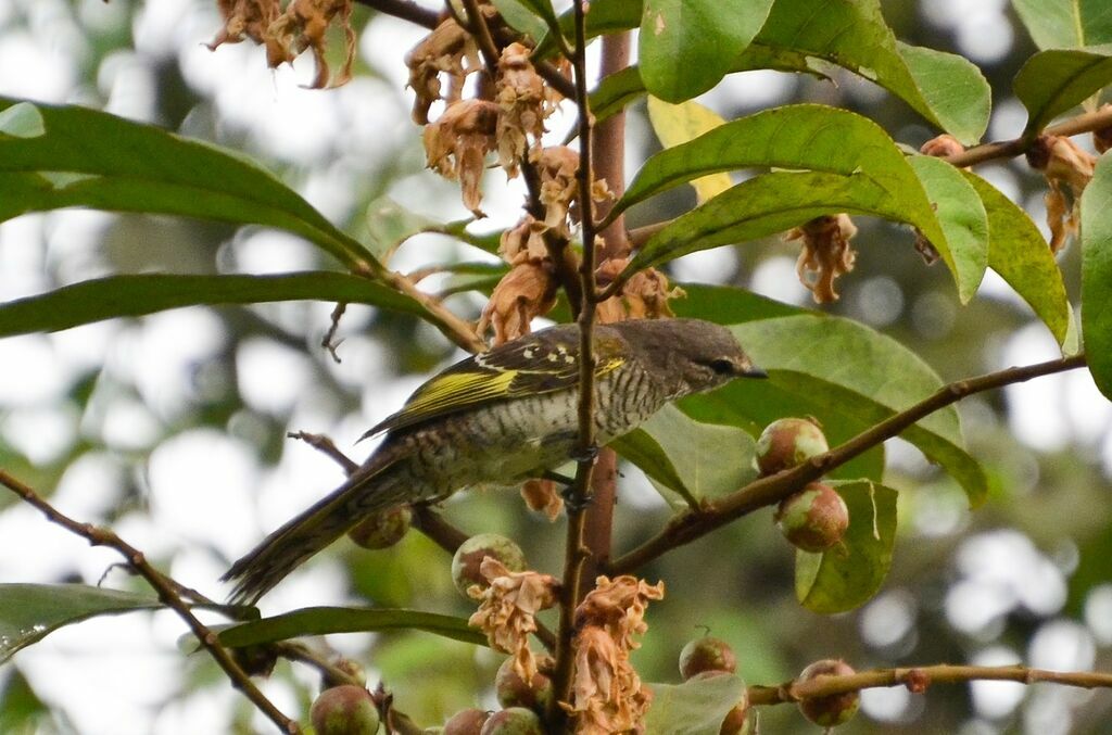 Red-shouldered Cuckooshrike female adult