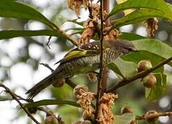 Red-shouldered Cuckooshrike