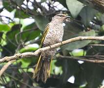 Red-shouldered Cuckooshrike