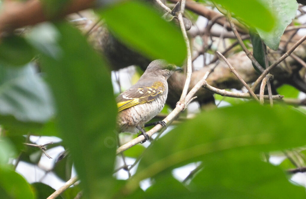 Red-shouldered Cuckooshrike female adult