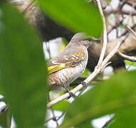 Red-shouldered Cuckooshrike