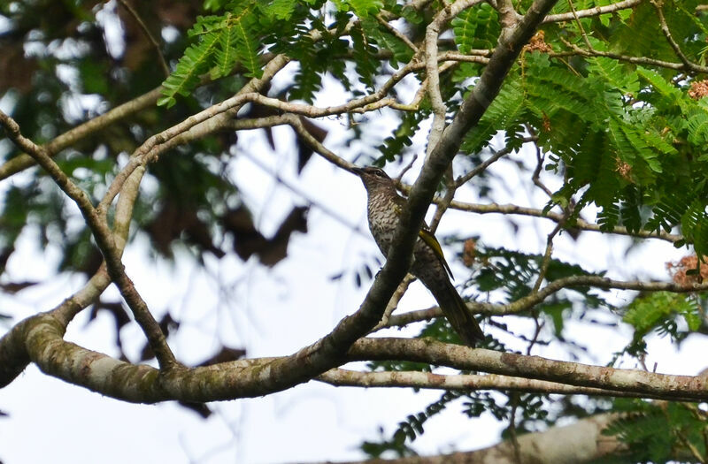 Red-shouldered Cuckooshrike female, identification