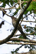 Red-shouldered Cuckooshrike