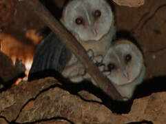 Western Barn Owl