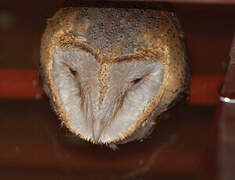 Western Barn Owl