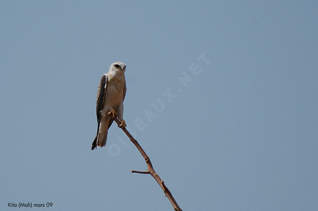 Black-winged Kiteimmature