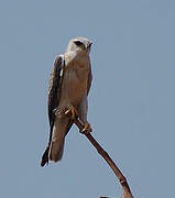 Black-winged Kite