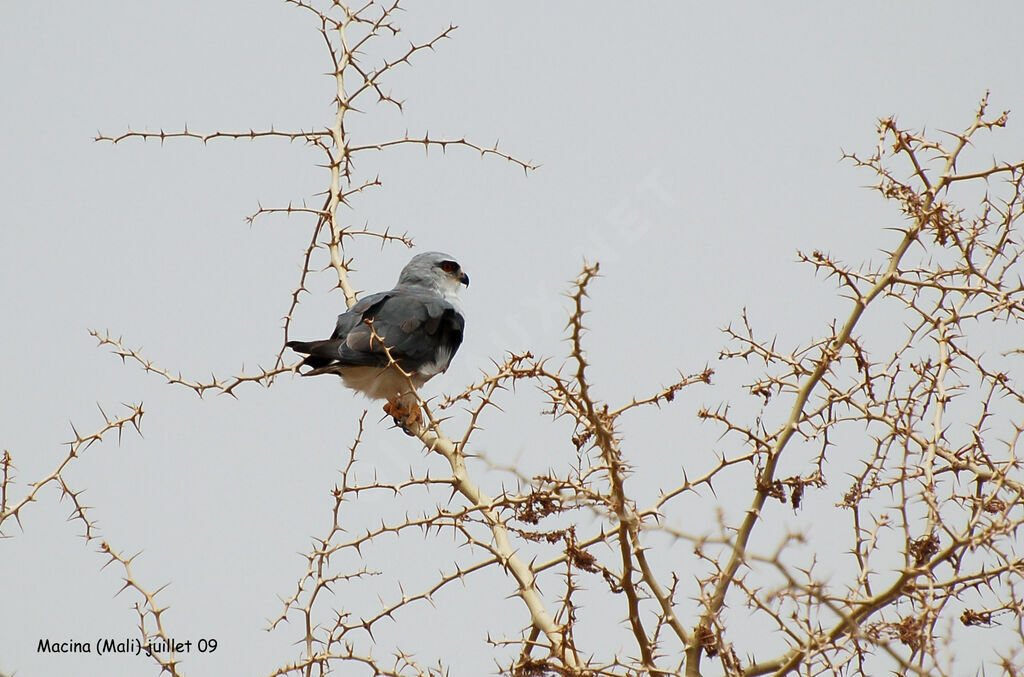 Black-winged Kitesubadult, identification