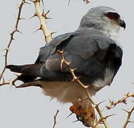 Black-winged Kite