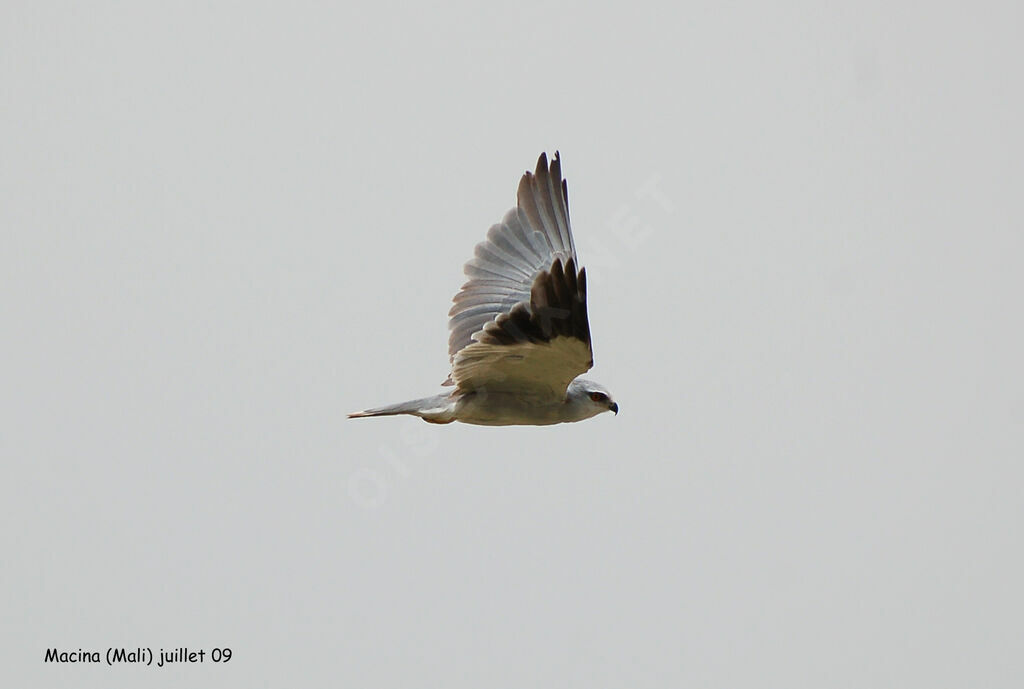 Black-winged Kitesubadult, identification