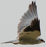 Black-winged Kite